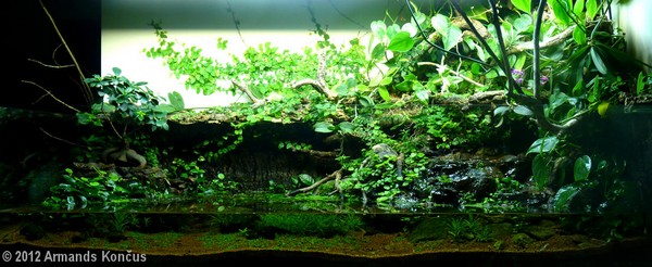 Armands Kon�us (�otwa)